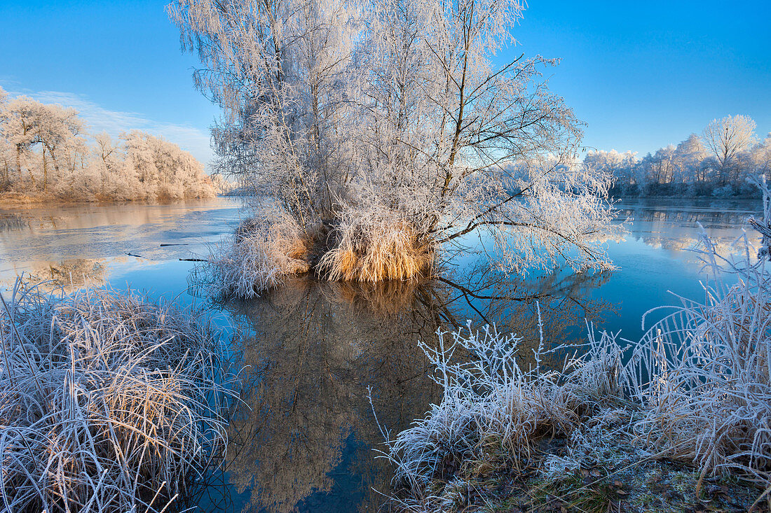 Diepoldsau, Switzerland, Europe, canton St. Gallen, Rhine Valley, backwater, Old Rhine, Auwald, island, nature reserve, winter, hoarfrost, morning mood, reflection