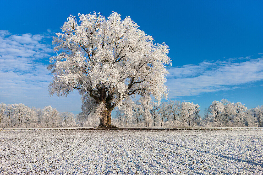 Diepoldsau, Switzerland, Europe, canton St. Gallen, Rhine Valley, fields, wood, forest, tree, pasture, winter, hoarfrost