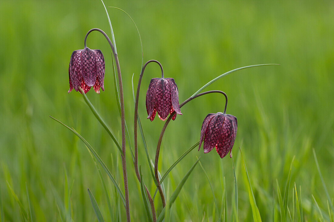 Nature, Flower, fritillary, snake's head guinea-hen flower, chess flower, Plantae, Liliales, Fritillaria meleagris, Switzerland