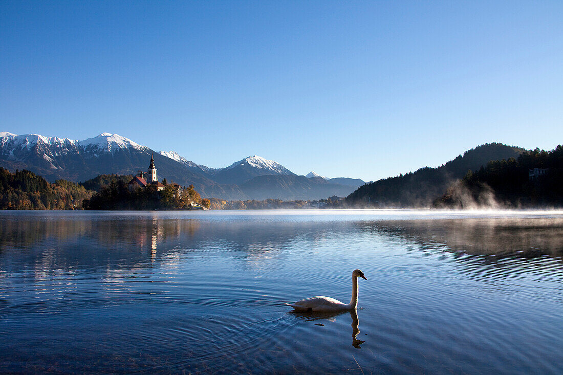 Slovenia, Europe, Bled, lake, autumn, church, mountains, swan