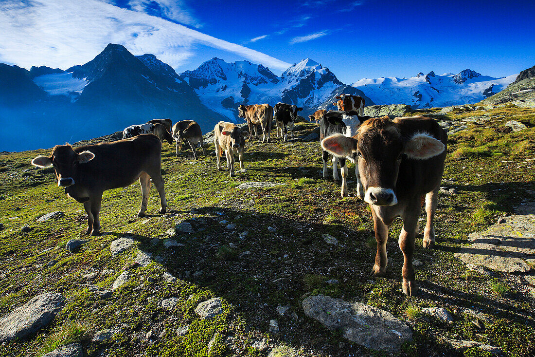 Alp, Alps, view, Fuorcla Surlej, mountain, mountains, mountain massif, Biancograt, Engadin, Engadine, Fuorcla Surlej, mountains, Graubünden, Grisons, herds, sky, cow, herd, cows, morning, morning light, Oberengadin, Upper Engadine, Piz Bernina, Piz Roseg,