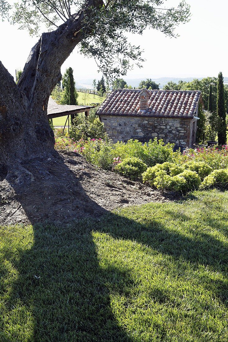 Old olive tree casting shadows on the lawn and a view of a stone cottage