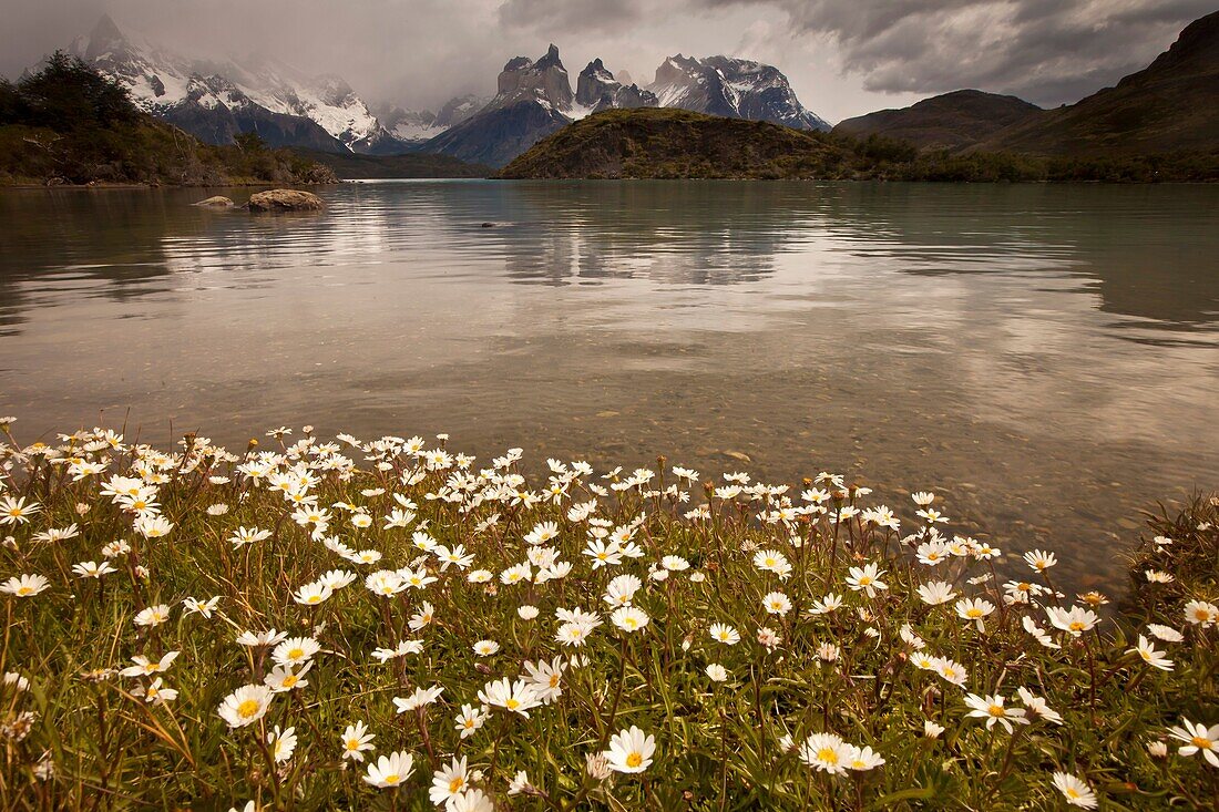 Rainstorm engulfs Cuernos del Paine peaks, daisies in flower, Parque Nacional Torres del Paine, Patagonia, Chile.