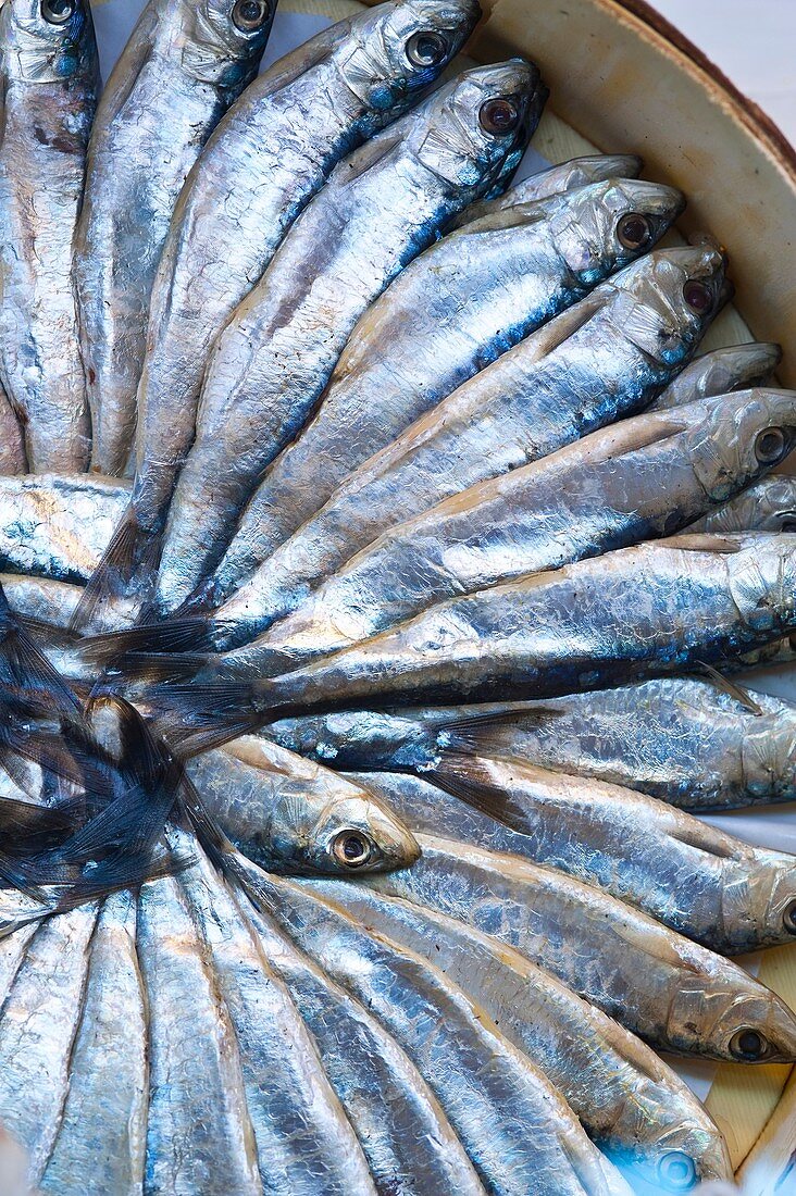 Sardines at a fishmongers, Spain