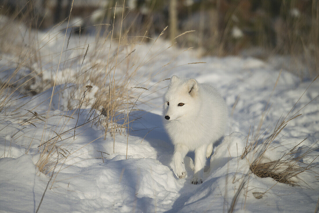 arctic fox, fox, animal, alopex lagopus, winter, snow, Canada,