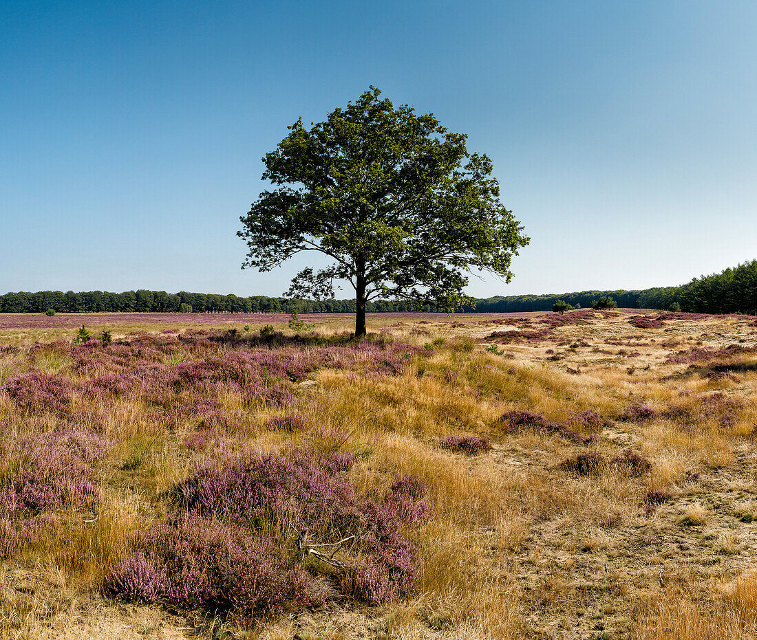 Planken Wambuis, Netherlands, Holland, Europe, Oud-Reemst, Noord Ginkel, estate, landscape, flowers, trees, summer, Heather, nature, bloom,