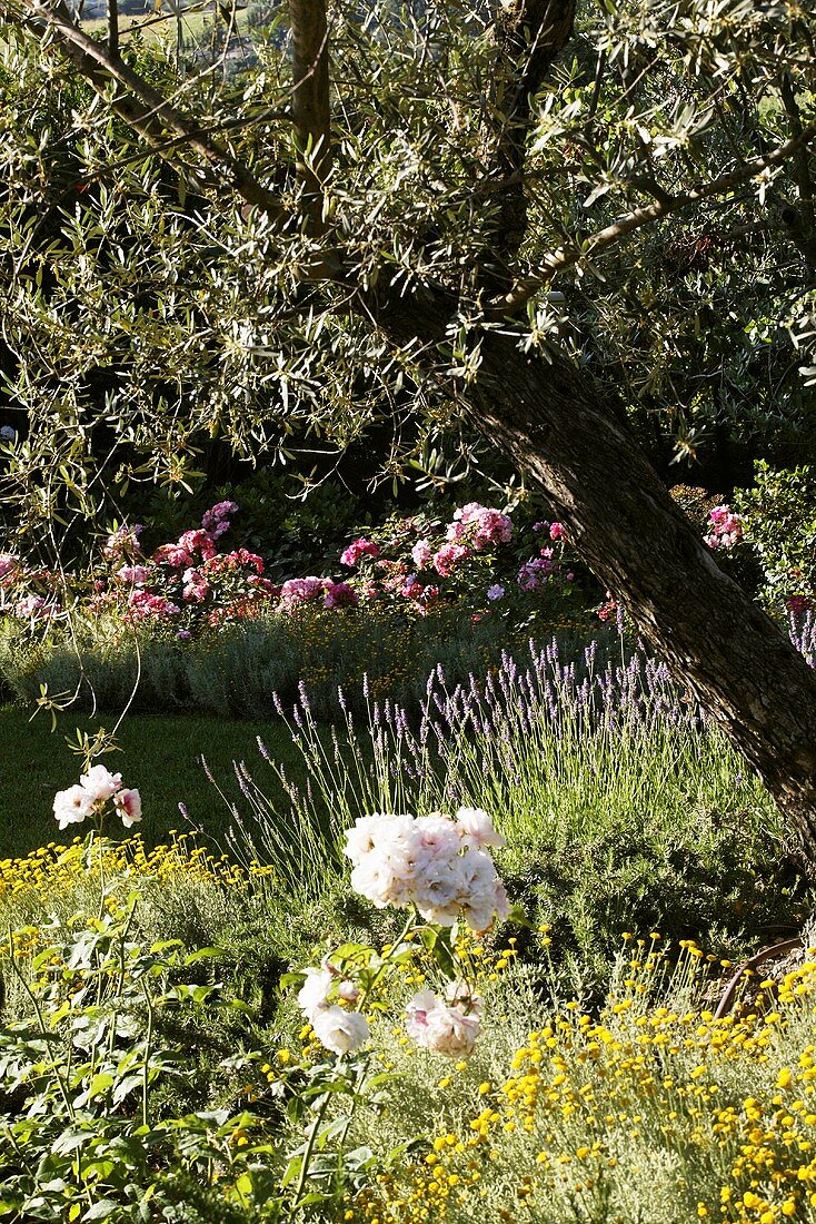 Blühender Mediterraner Garten