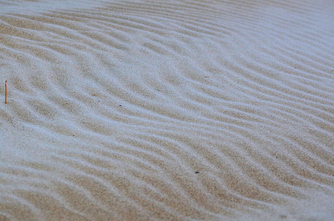 Sand, frost, winter, Sweden, Europe, west coast, dune