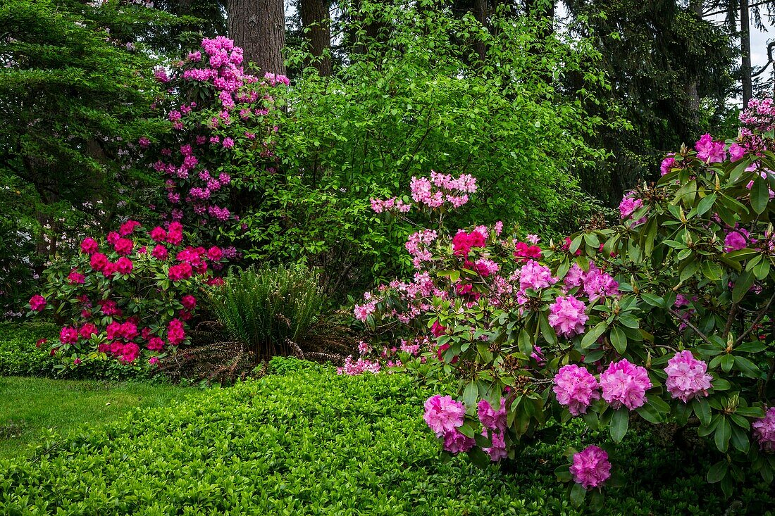 Hendricks Park, Rhododendron Gardens in Eugene, Oregon, USA.