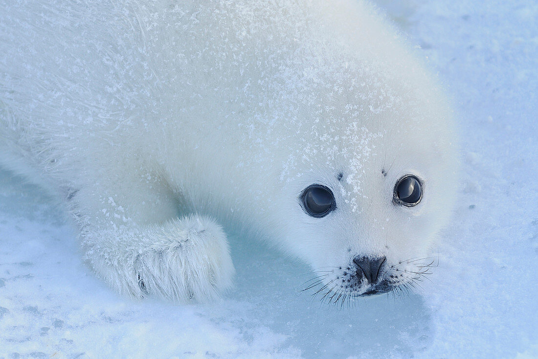 Harp Seal (Phoca groenlandica), pup, Magdalen Islands, Québec, Canada