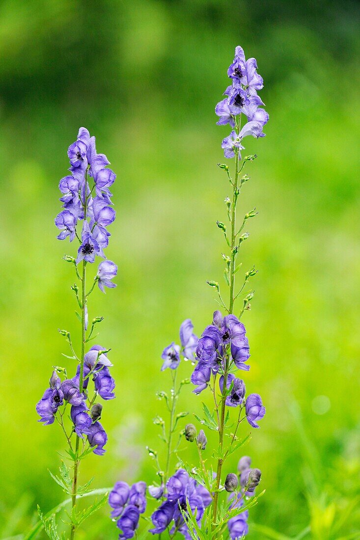 Aconitum uncinatum southern blue monkshood