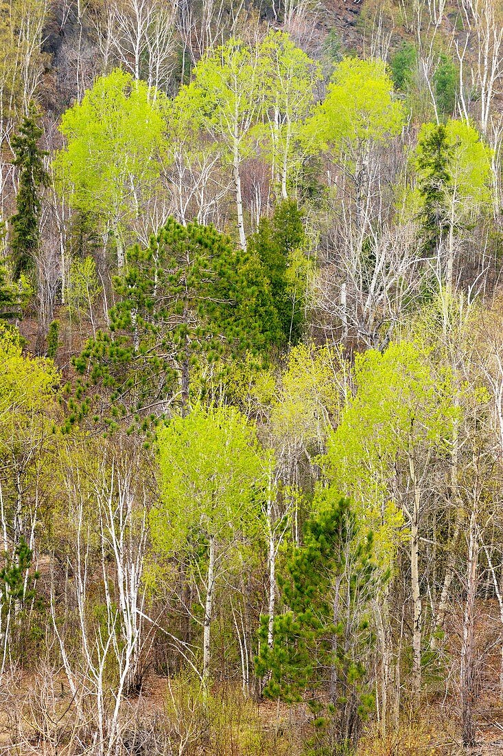 Early spring aspen woodlands from high viewpoint. Ontario. Canada.