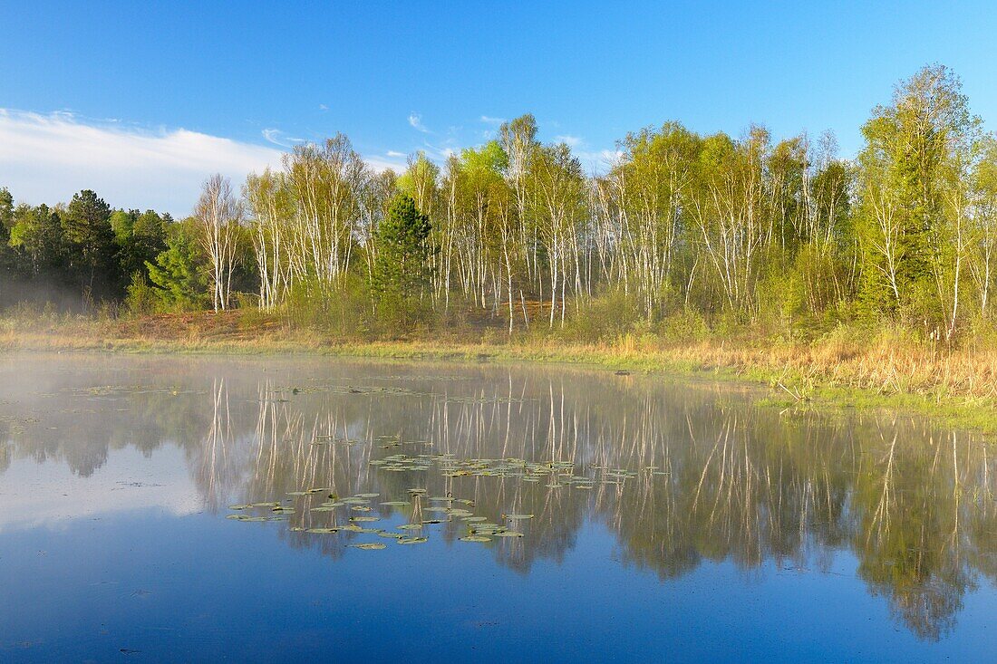 Beaver pond in fog. Ontario. Canada.