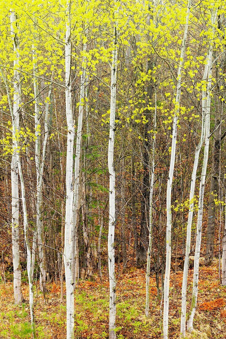 Emerging foliage in grove of young aspens. Ontario. Canada.
