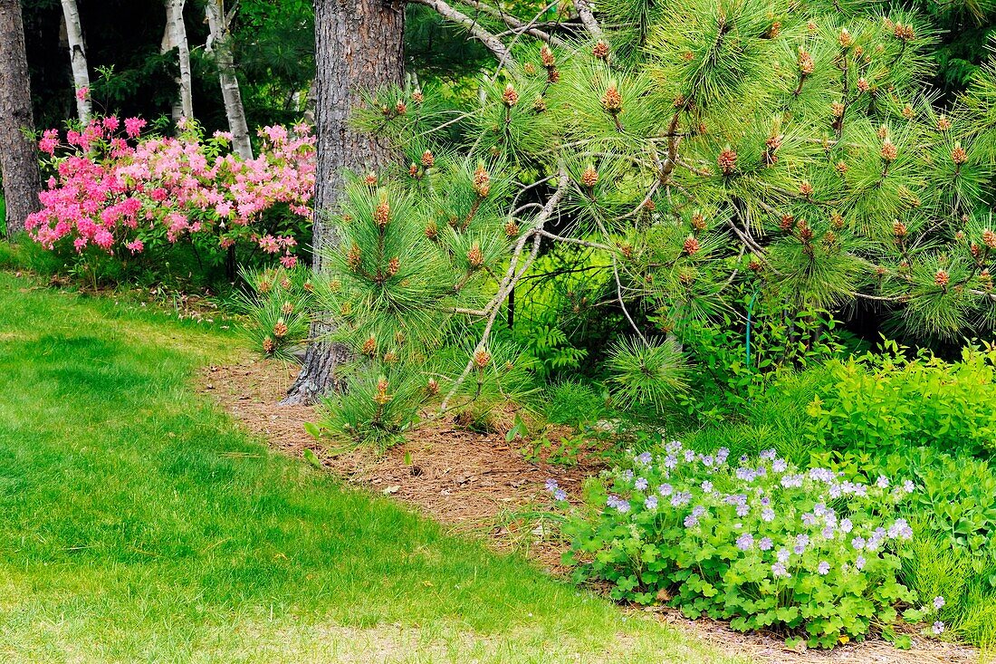 Azalea blooms among the pines. Ontario. Canada.