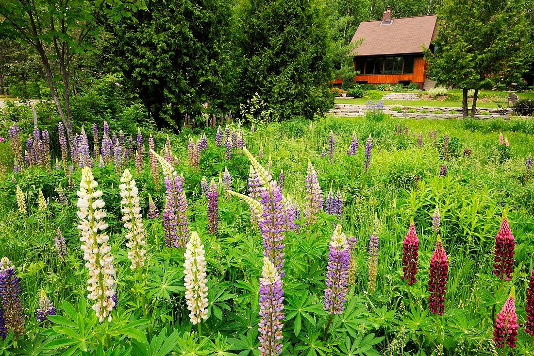 Suburban Residence gardens- lupines in a naturalized yard