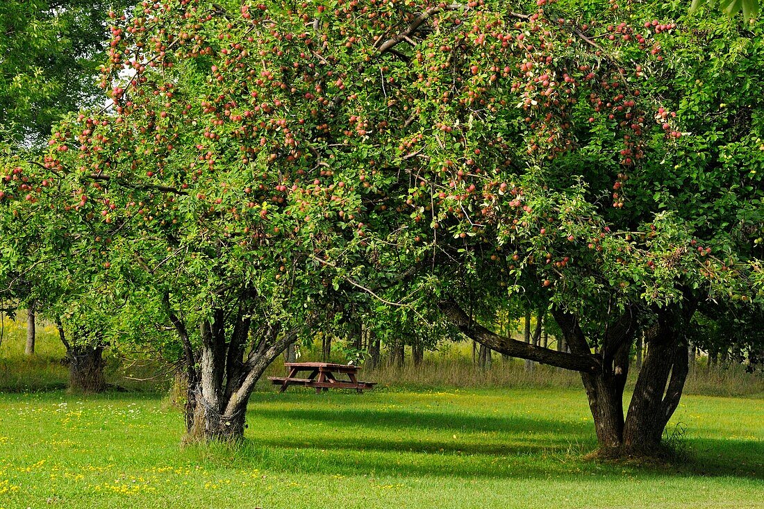 Apple trees in late summer