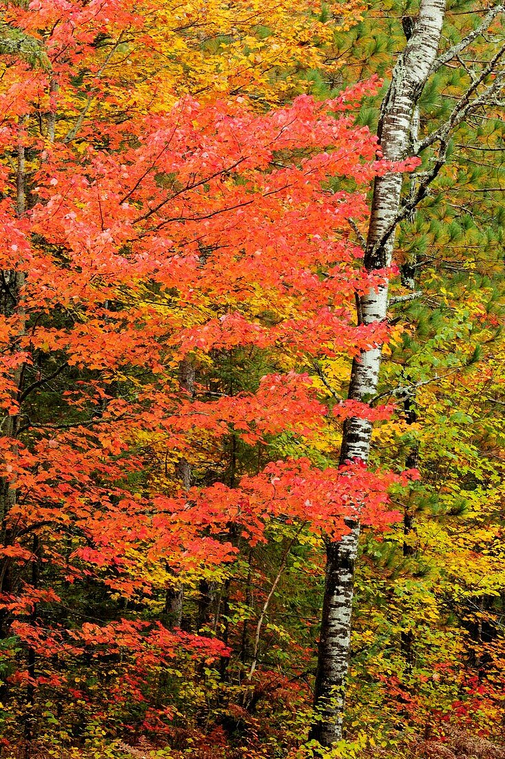 Maple foliage and aspen tree trunk Algonquin Provincial Park, Ontario