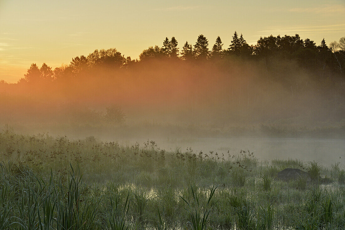 A beaver pond in late summer at dawn, Greater Sudbury, Ontario, Canada.