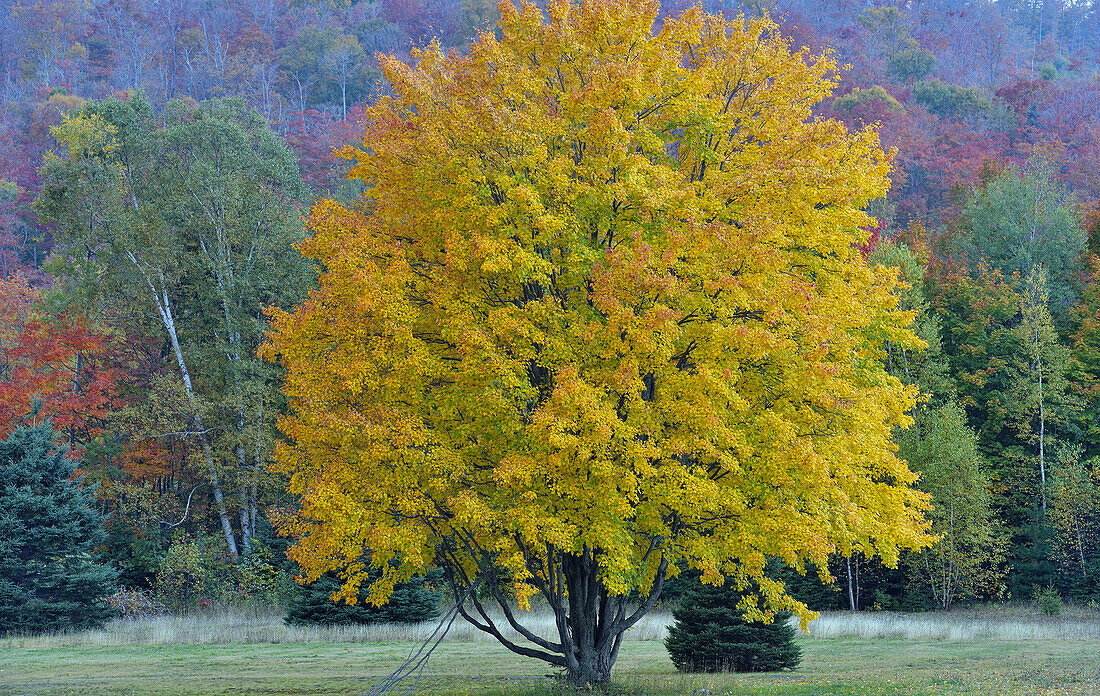 Autumn mape tree in a pasture, Goulais River, Ontario, Canada.