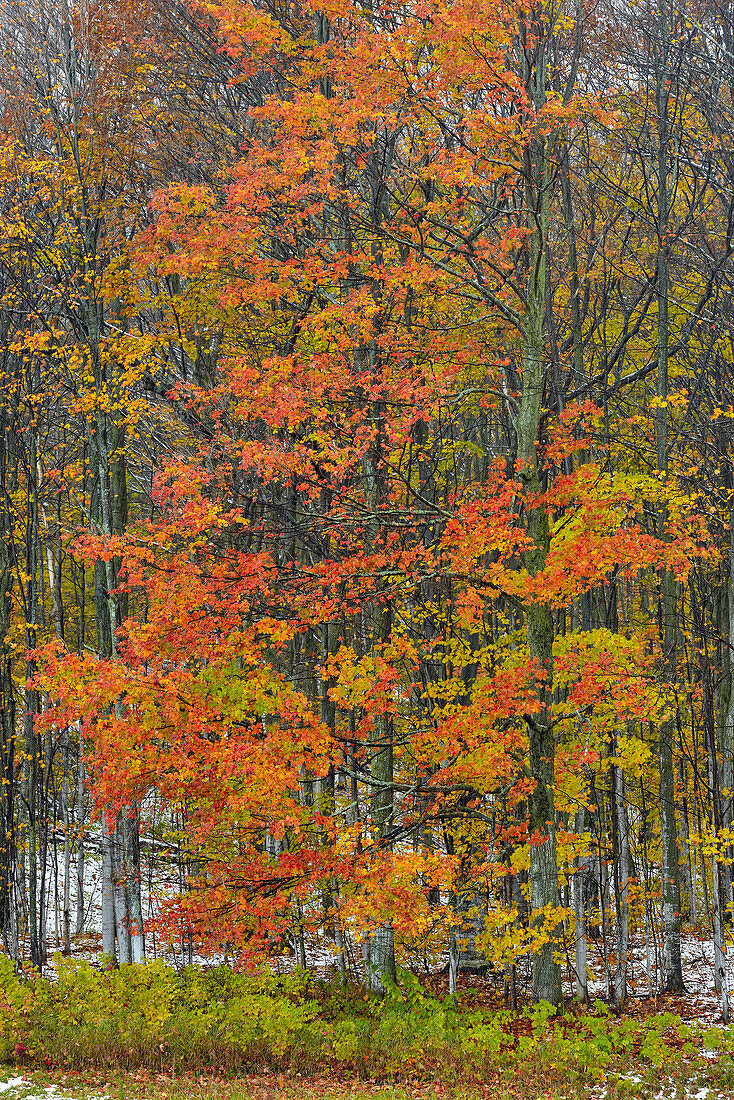 Colourful trees in late autumn snow squall at an I75 Rest Stop, Gaylord, Michigan, USA.