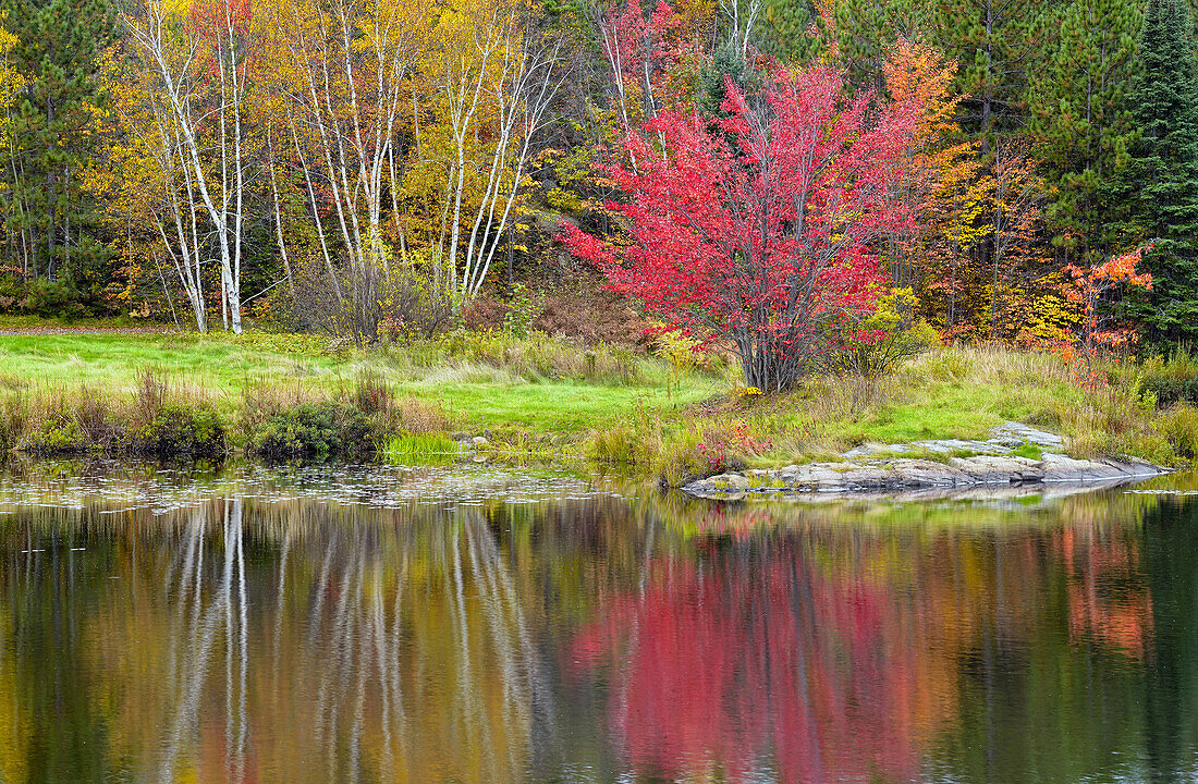 Autumn colour in a birch, aspen, maple mixed hardwood woodland reflected in St. Pothier Lake, Greater Sudbury Walden, Ontario, Canada.