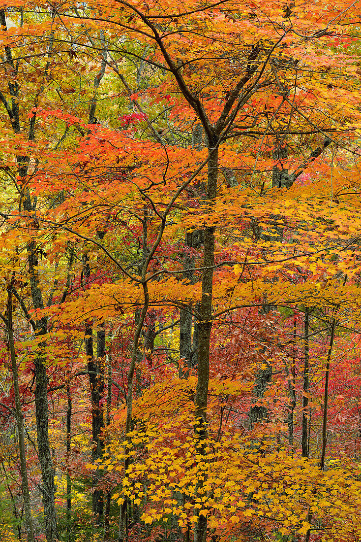 Autumn foliage in the hardwood forest near the Foothills Parkway, Great Smoky Mountains NP, Tennessee, USA.