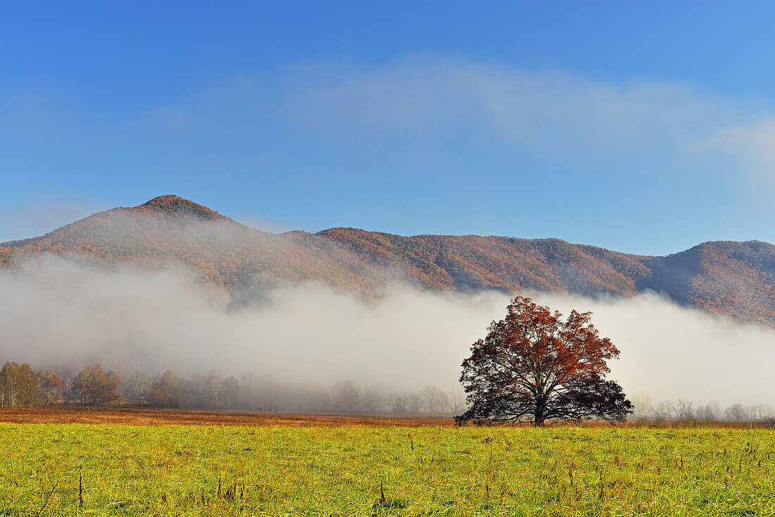Fall colour in misty Cades Cove, Great Smoky Mountains NP, Tennessee, USA.