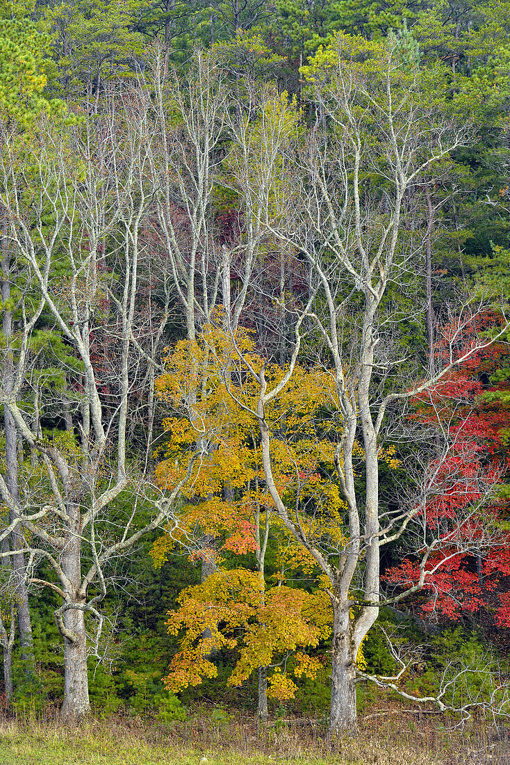 Colourful autumn foliage in Cades Cove, Great Smoky Mountains NP, Tennessee, USA.