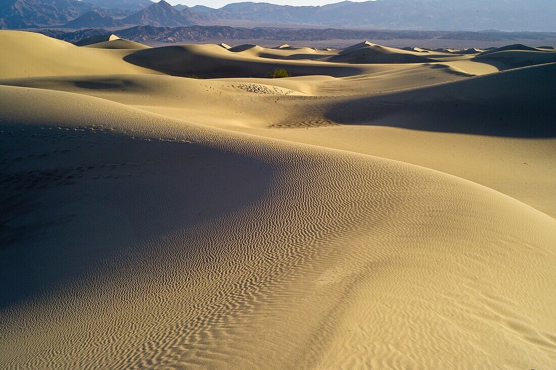 Sand Dunes  Death Valley National Park