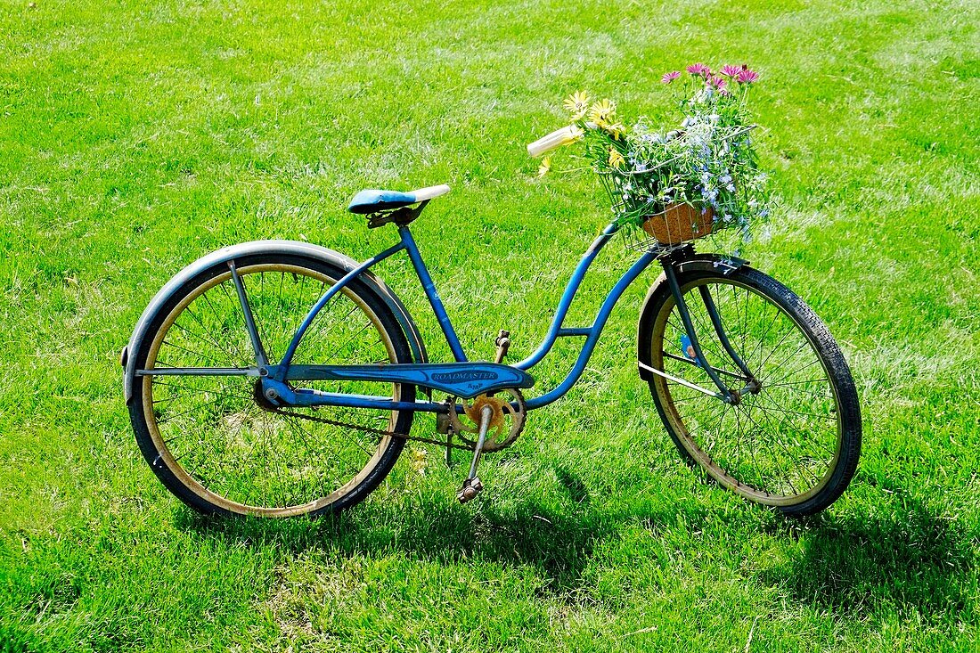 Bicycle with basket full of flowers for decoration landscaping.