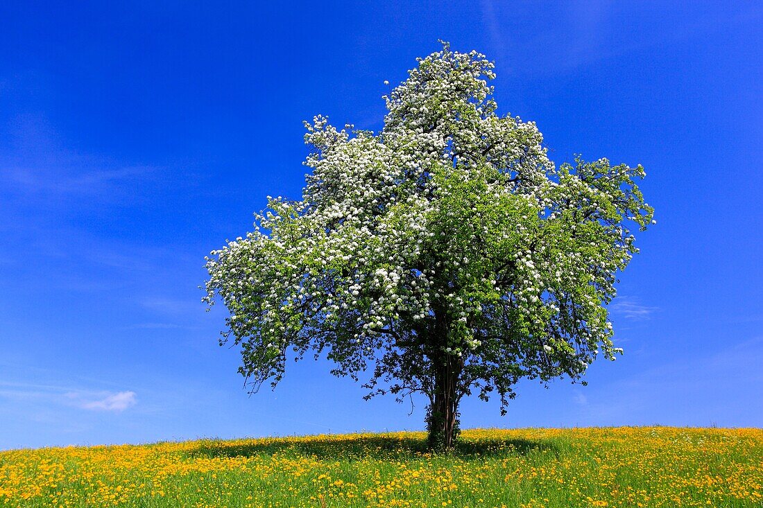 pear tree in blossom, spring, Switzerland