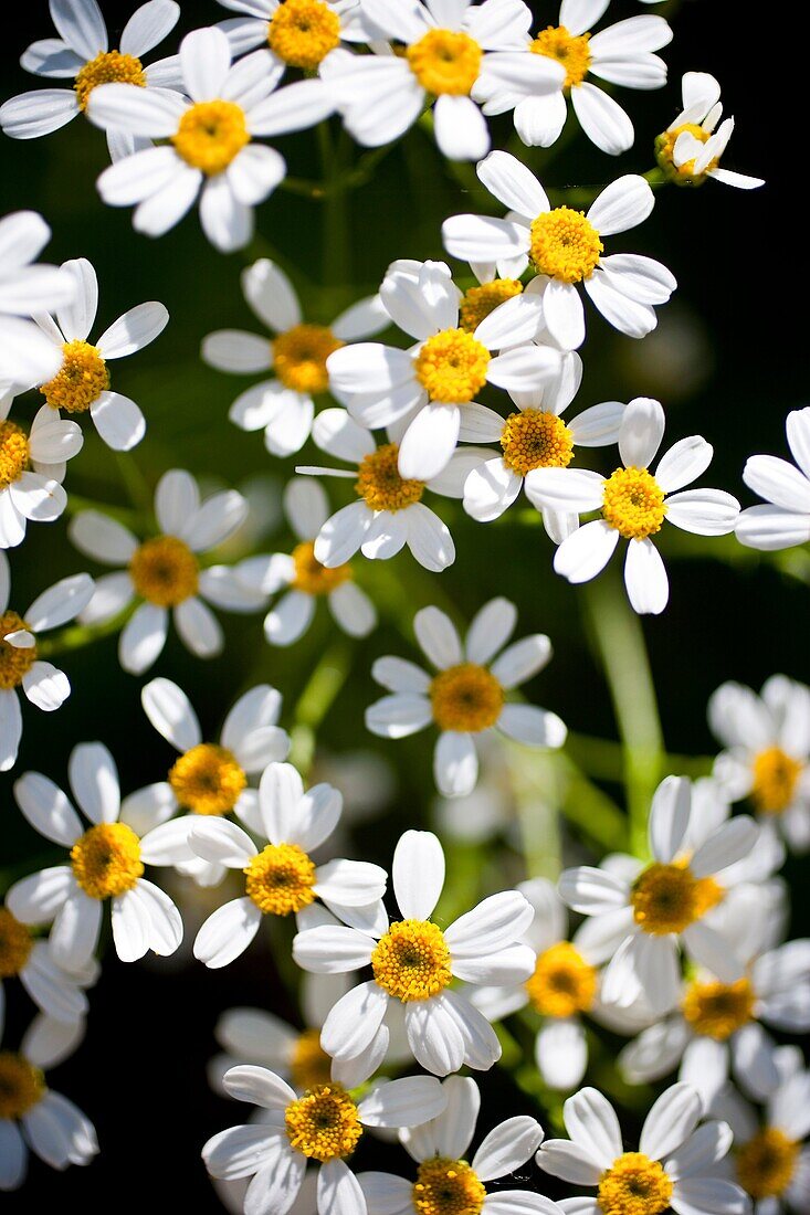 Garden with Tanacetum ferulaceum  Tanarida