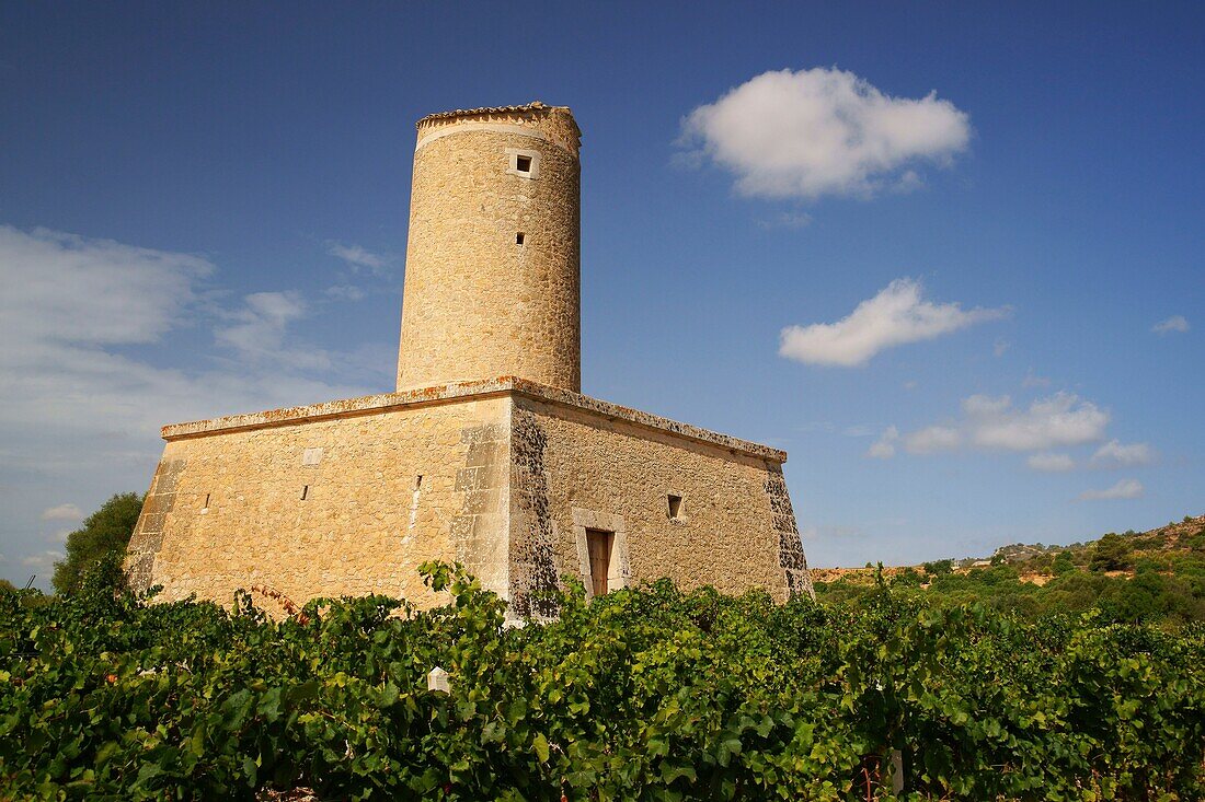 Ökologische Bio-Weinberge der Weinkellerei Jaume Mesquida Porreres Es Pla Mallorca Illes Balears Spanien