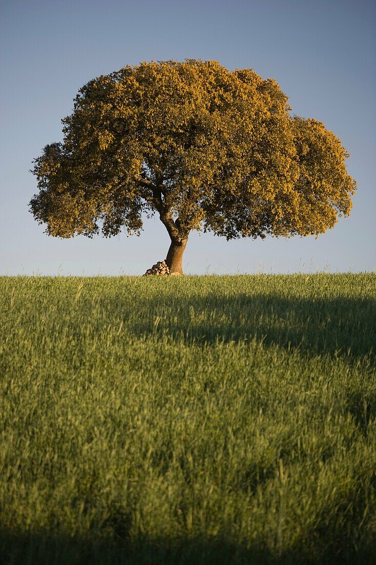 Quercus ilex, holm oak, evergreen oak, Campo Charro region, Salamanca province, Castilla y León, Spain