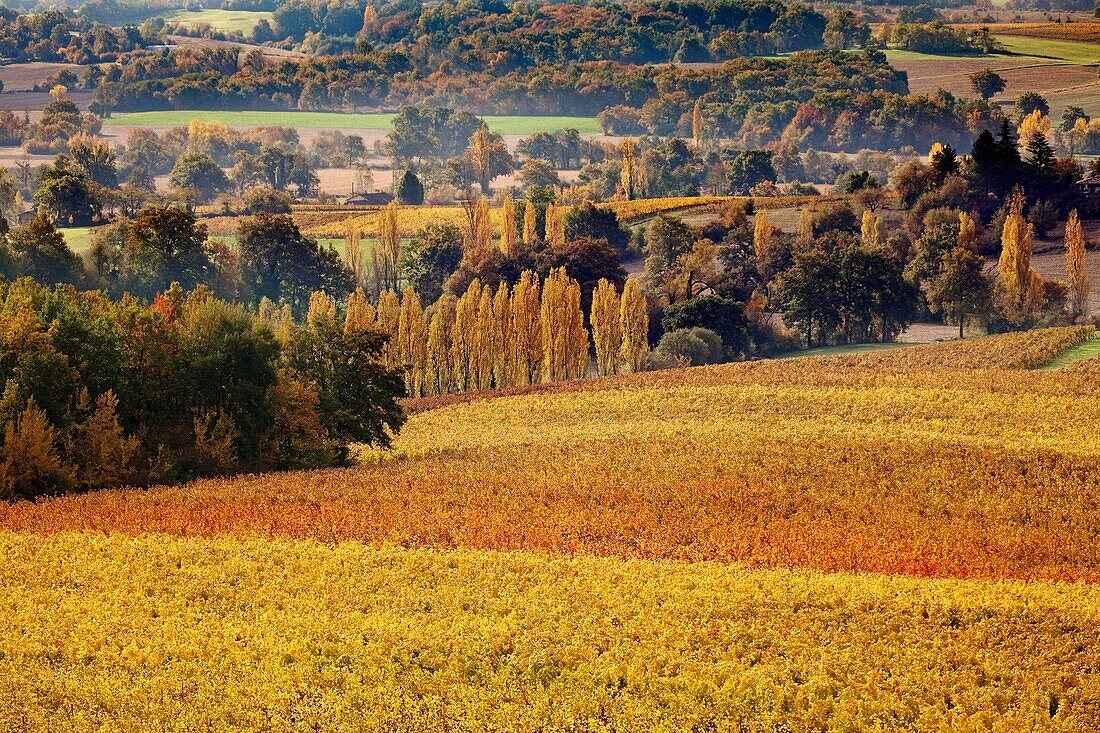 Fields of grain, Samazan, Gers, Midi Pyrenees, France.