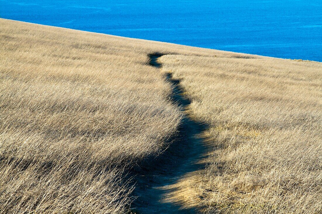 Trail between Visitors Center and Signal Peak through the field, California