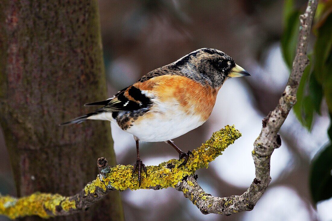 Brambling male Fringilla montifringilla standing on lichen covered branch - Bavaria / Germany. Breeding territory is in Scandinavia and Russia The finches spend the winter in Central Europe and Southern Europe.