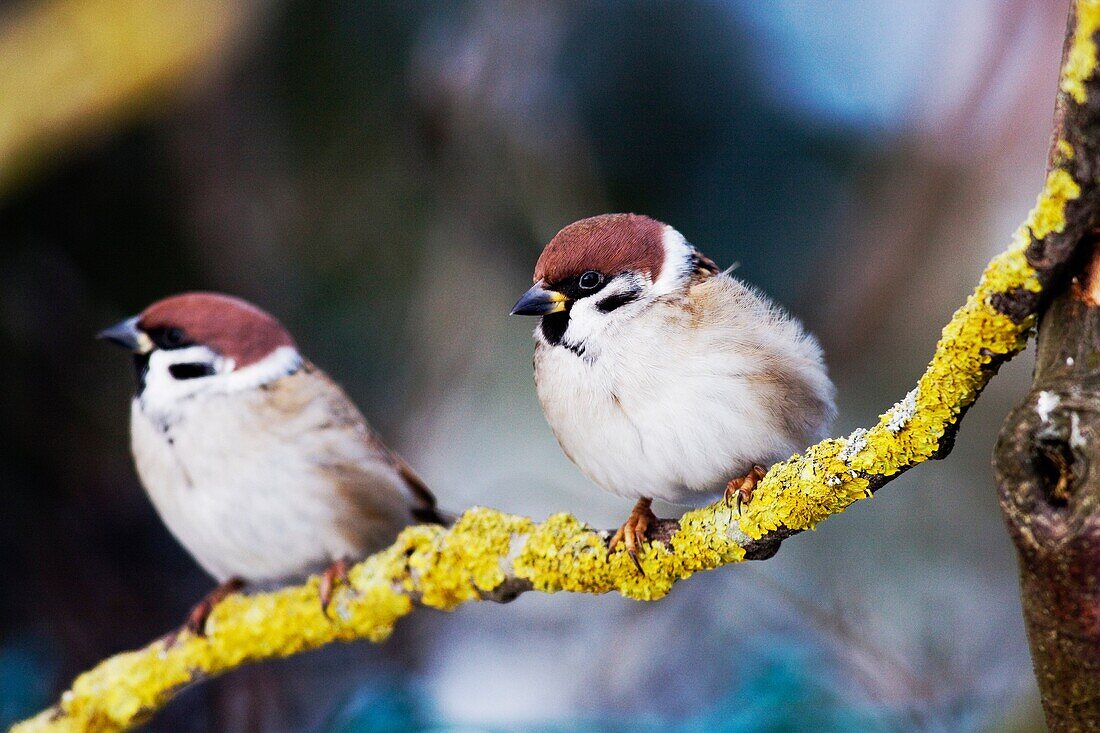Tree Sparrows Passer montanus standing on lichen covered branch - Bavaria/Germany