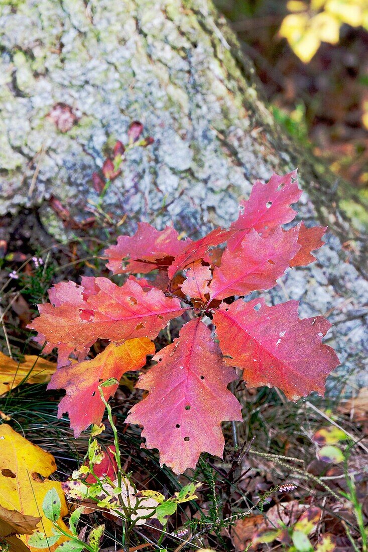 Small oak tree in autumn - Bavaria/Germany