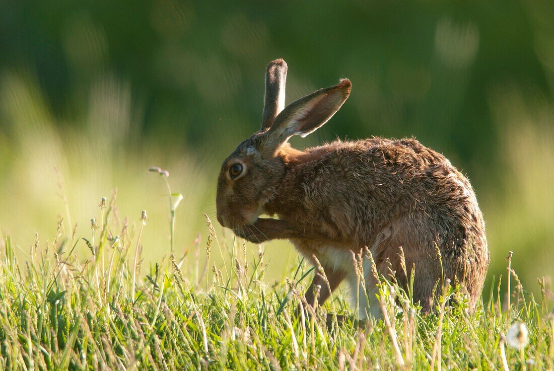 European brown hare Lepus capensis europaeus, sitting in grassland and cleaning its fur, spring, Hungary