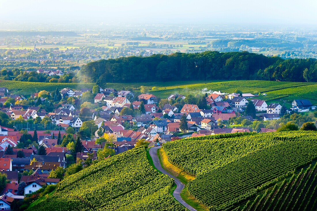 Vineyards, Offenburg, Baden-Württemberg, Germany