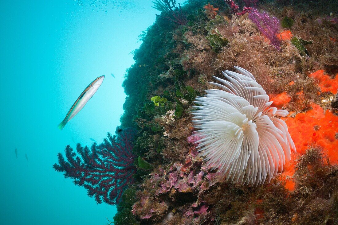 Spiral Tube Worm in Coral Reef, Spirographis spallanzani, Cap de Creus, Costa Brava, Spain