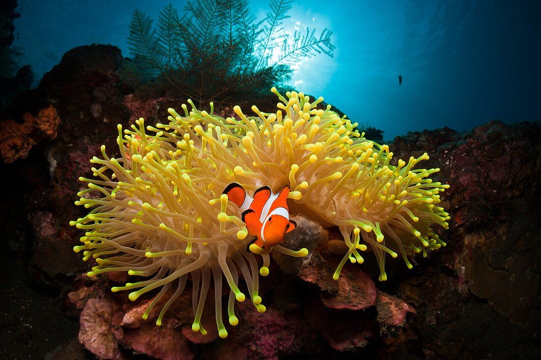 Clown Anemonefish, Amphiprion percula, Alam Batu, Bali, Indonesia