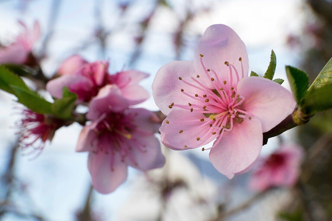 Pflaumenblüten