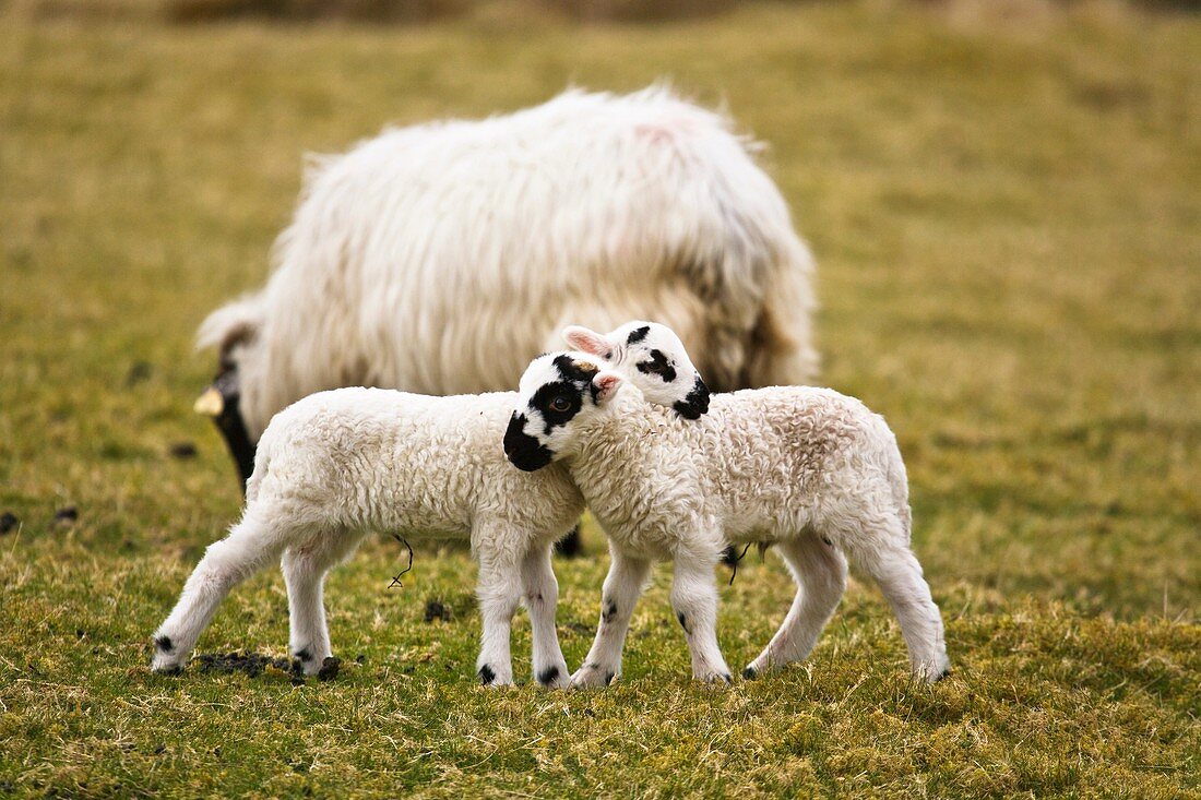 Two baby lambs in Ireland, Europe