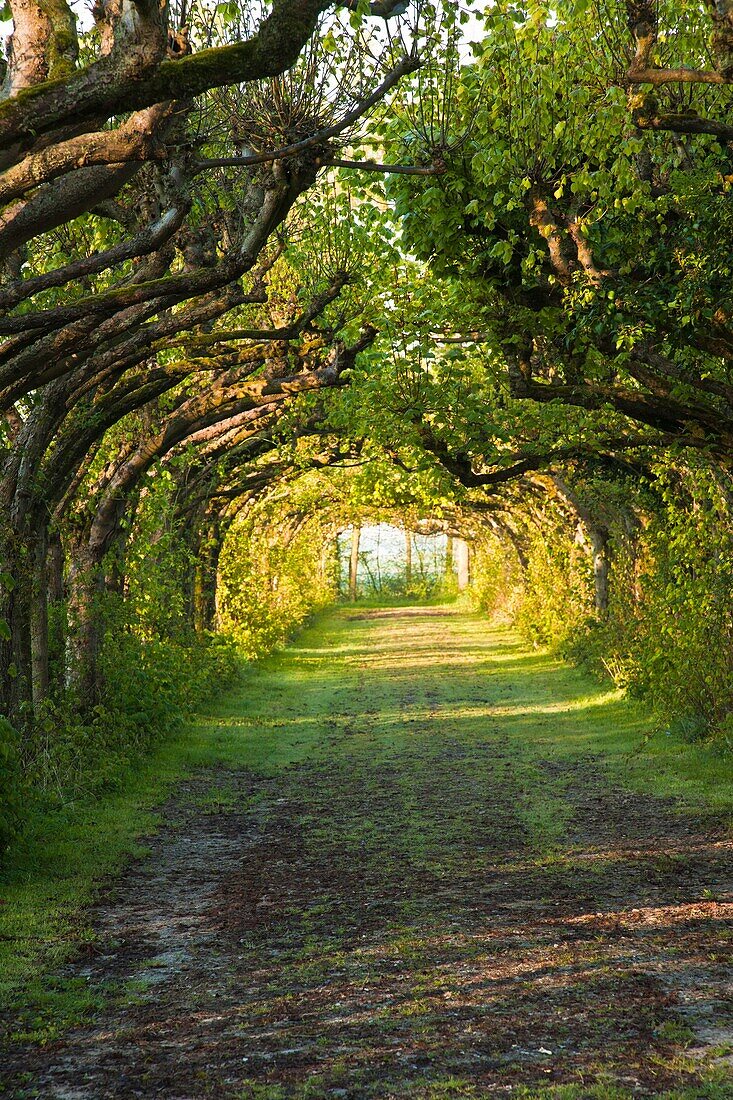 A picturesque tree alley in Germany, Europe