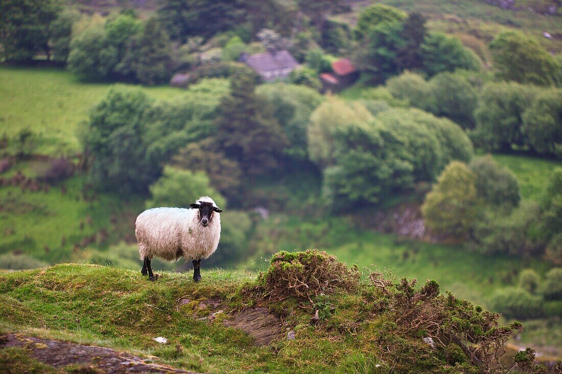 Single sheep on green hills in County Kerry, Ireland, Europe