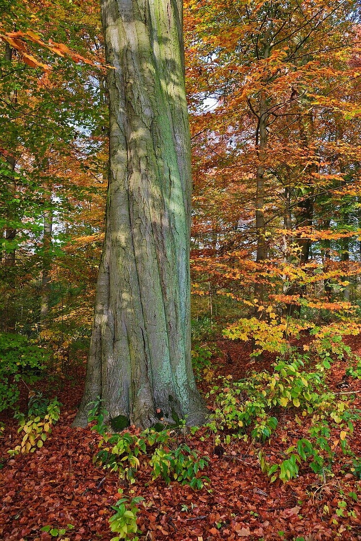 Forest and fallen leaves in autumn