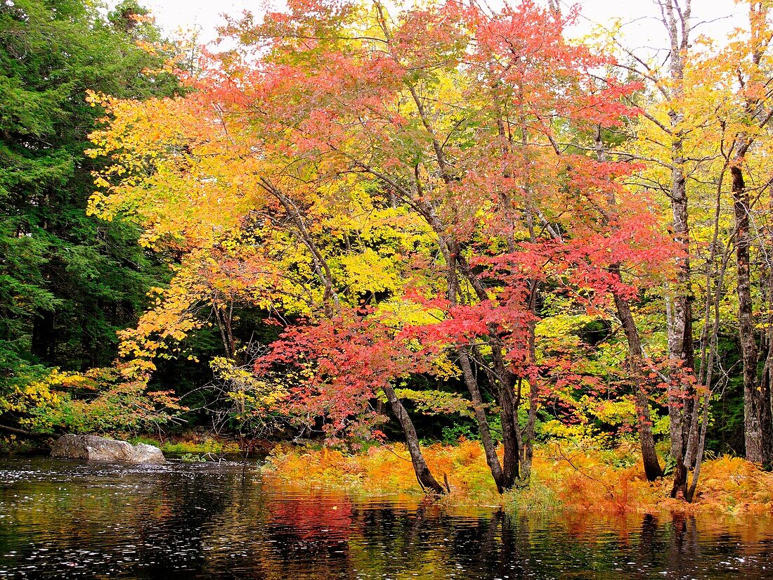 autumn color along a river in north america
